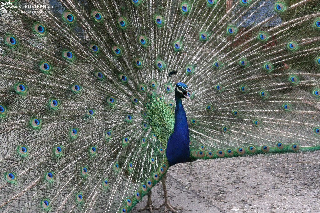 Peacock (IMG 3354)